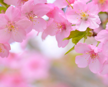 Медитация помогла Маме Кин достичь душевного равновесия 1 Мама Кин: отзыв о Трансцендентальной Медитации