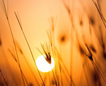 Йога защищает от множества заболеваний