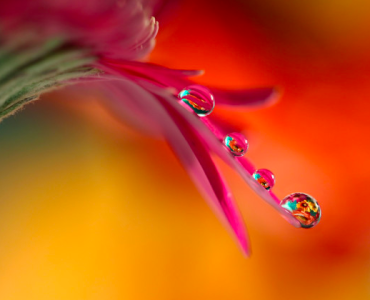 Дональд Трамп-младший практикует ТМ