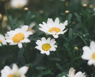 Хью Джекман и Говард Стерн беседуют о Трансцендентальной Медитации