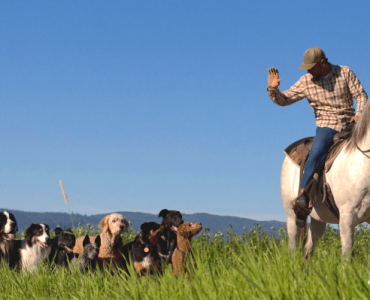 Как Трансцендентальная Медитация помогает тренеру собак добиться успеха 4 Как Трансцендентальная Медитация помогает тренеру собак добиться успеха