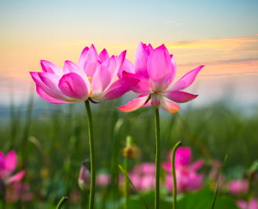 Как освободиться, выполняя действия: урок из книги Брахмалина Джагадгуру Бхагавана Шанкарачарьи