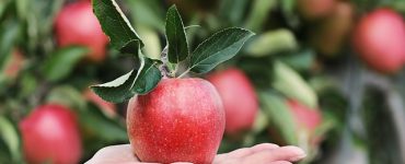 В России зафиксирован рост спроса на экологичные продукты питания
