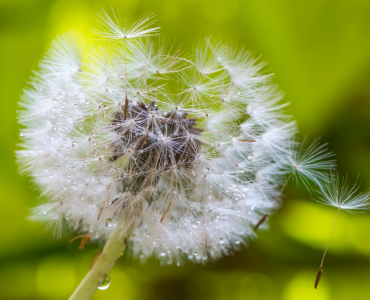 Трансцендентальная Медитация и процессы старения
