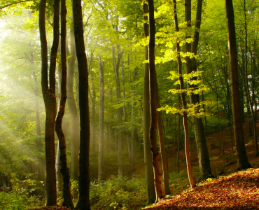 Йога и Ахимса