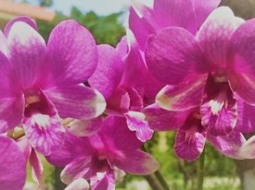 Учителя Трансцендентальной Медитации в России прошли курс подготовки в Таиланде