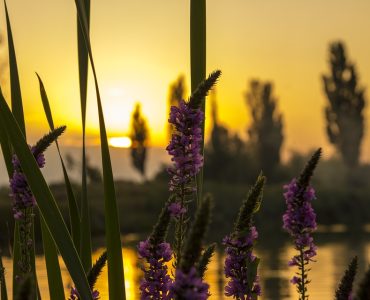 Медитация ТМ: опыт предпринимательницы после 20 лет практики