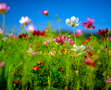 Презентация ТМ от Боба Ротха