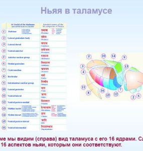 Человеческая физиология: Выражение Веды и Ведической литературы