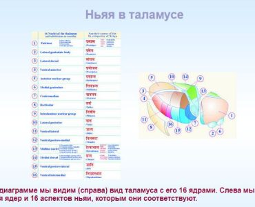 Человеческая физиология: Выражение Веды и Ведической литературы 1 Человеческая физиология: Выражение Веды и Ведической литературы
