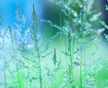 Трансцендентальная Медитация и ее эффект на внешний вид 8 Татьяна Коренева: что такое ТМ?