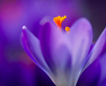 Отзыв о программе ТМ-Сидхи: Москва