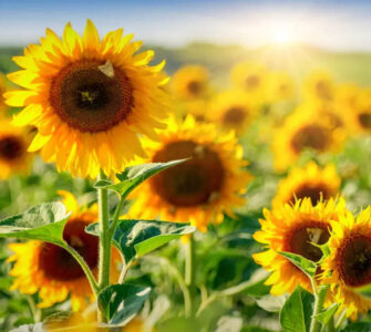 Обучение Продвинутым Техникам Махариши в России